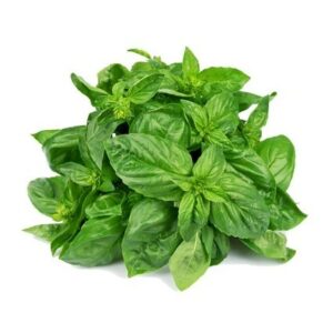 Fresh Basil Leaves Singapore