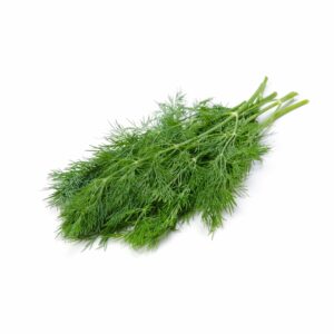 Fresh Dill