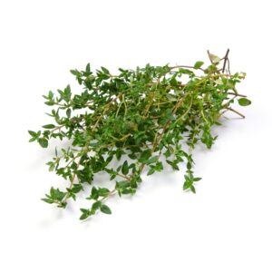 Fresh Thyme