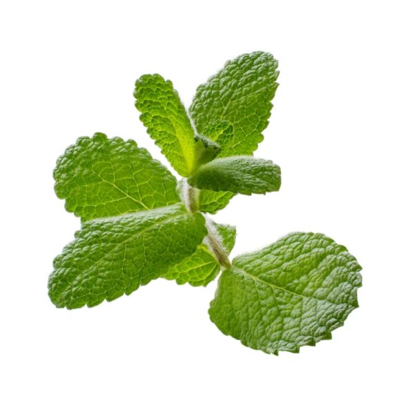 Fresh mint Leaves