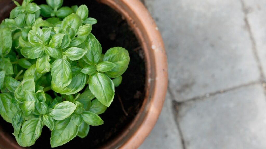 Basil Plant