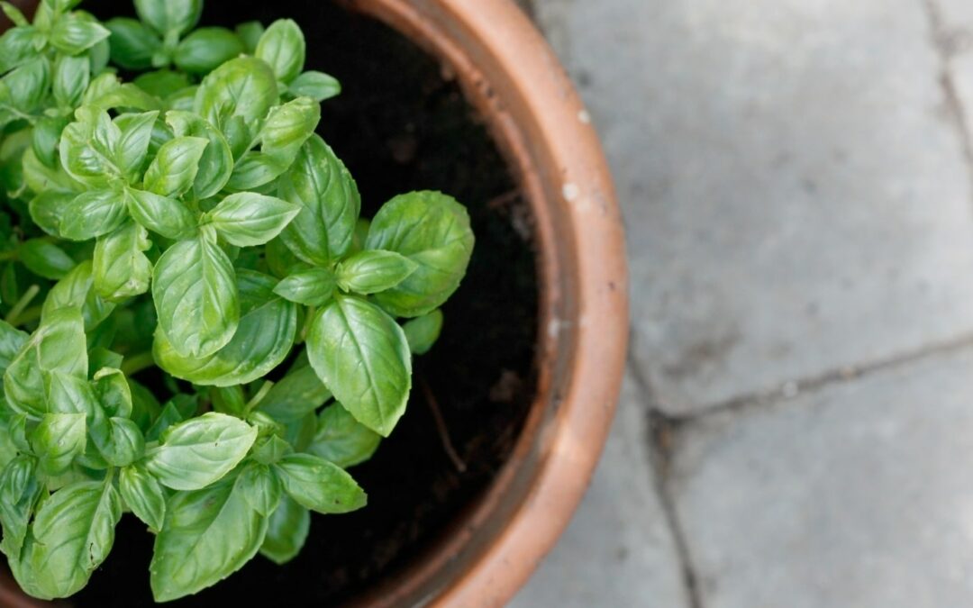 Your Ultimate Guide to Growing and Caring for Basil Plants