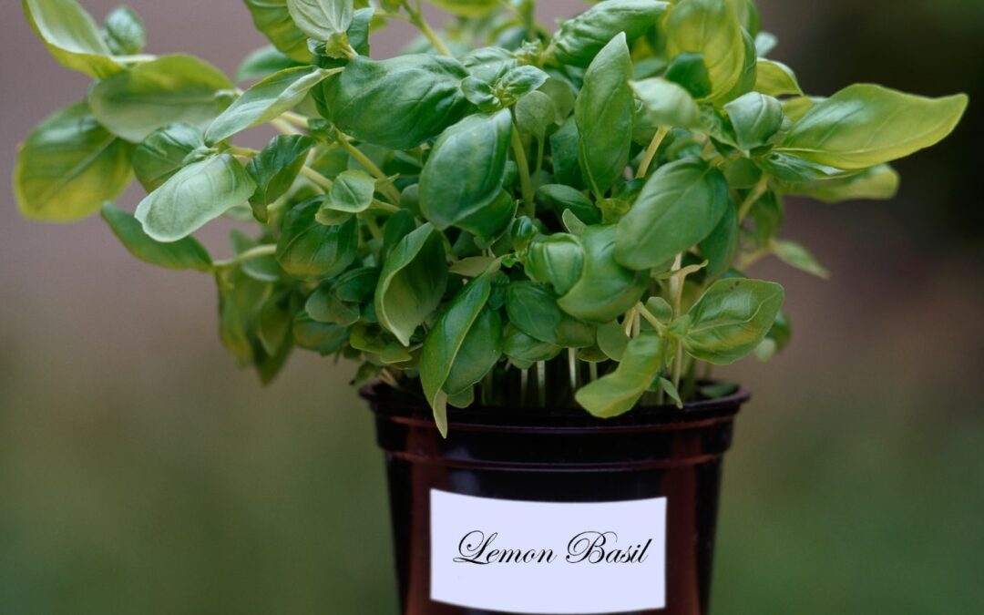 Basil Varieties and Flavors, the World of Fresh Herbs