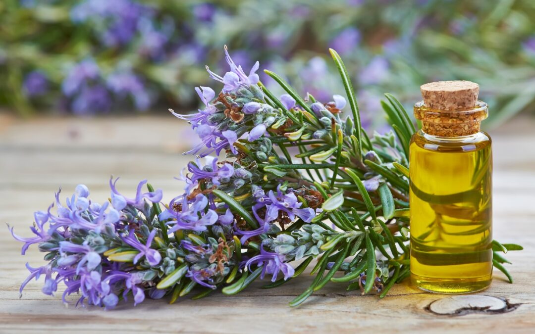 Rosemary Oil Benefits and Uses