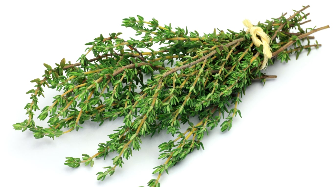 thyme herb