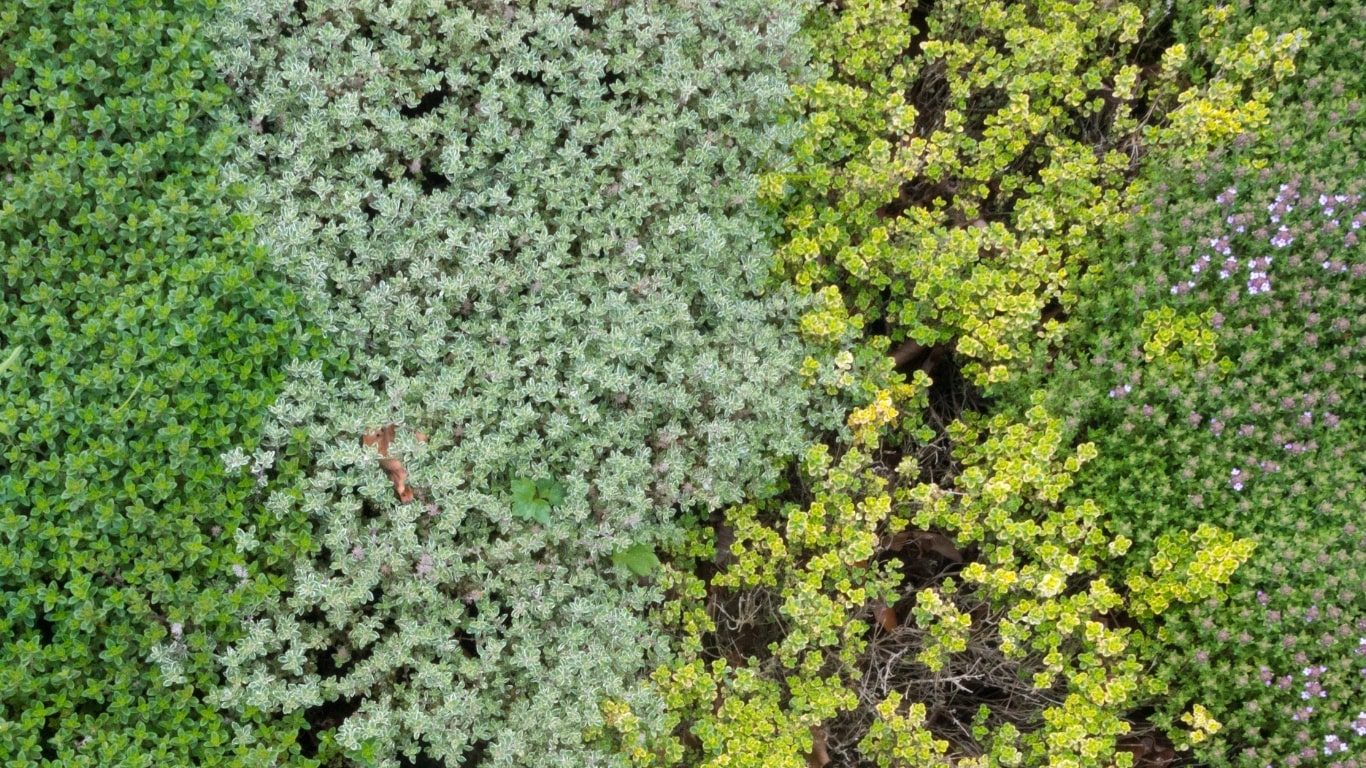 varieties of thyme