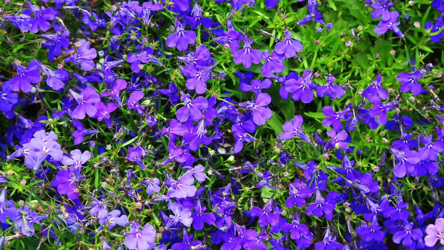 Lobelia inflata Herb