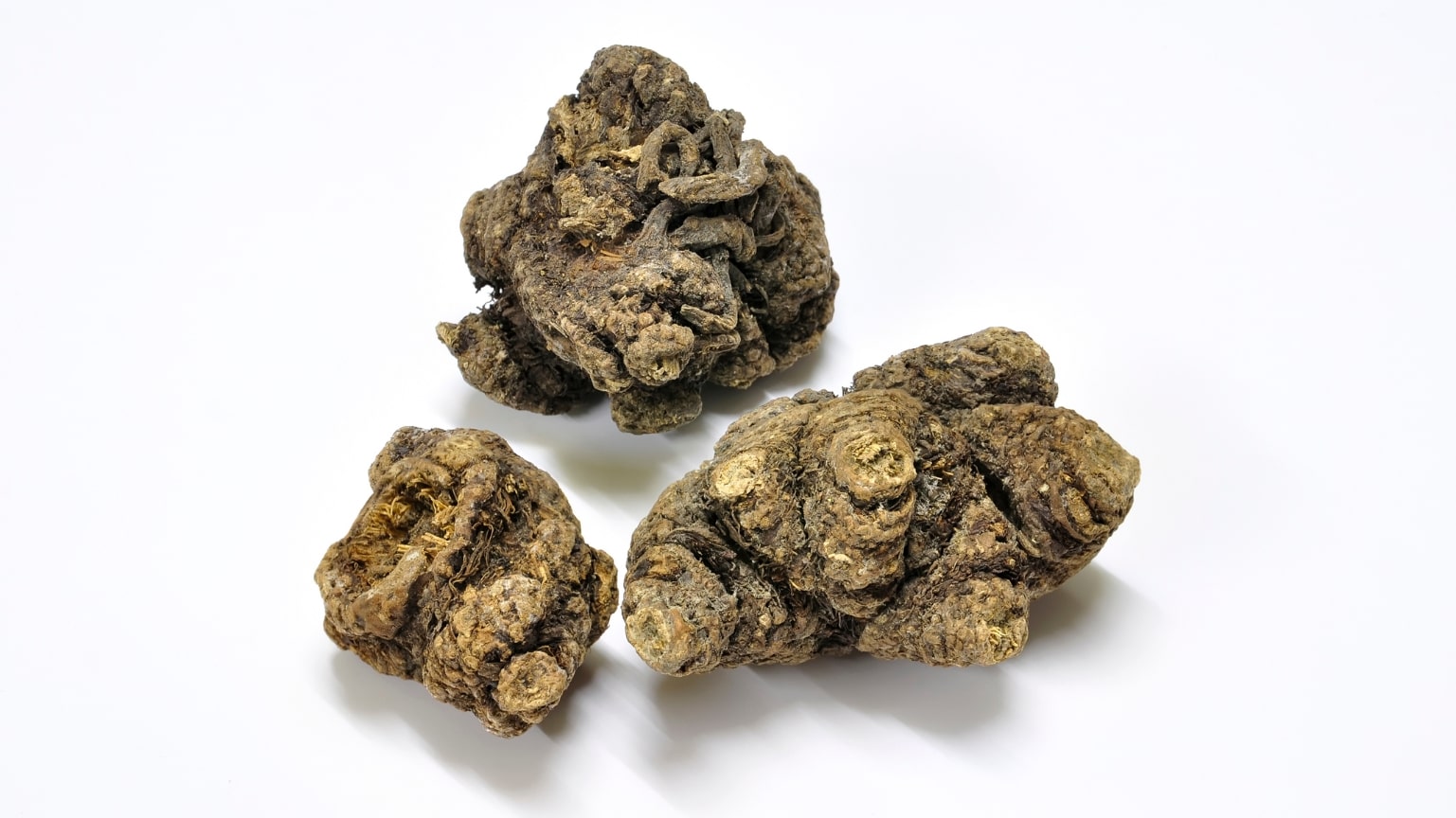 Osha Root Ligusticum porteri