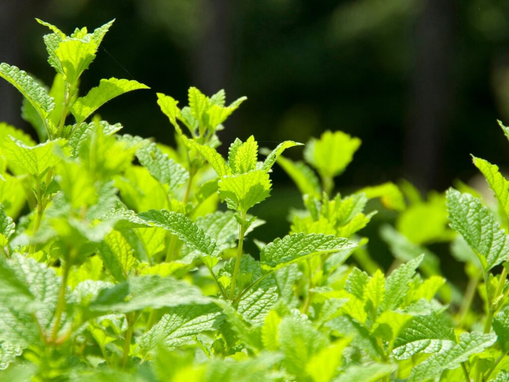 Growing Lemon Balm