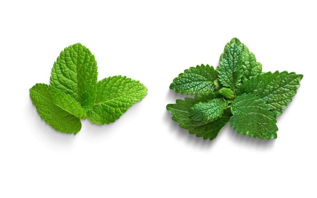Mint Leaves vs Lemon Balm: A Comprehensive Comparison