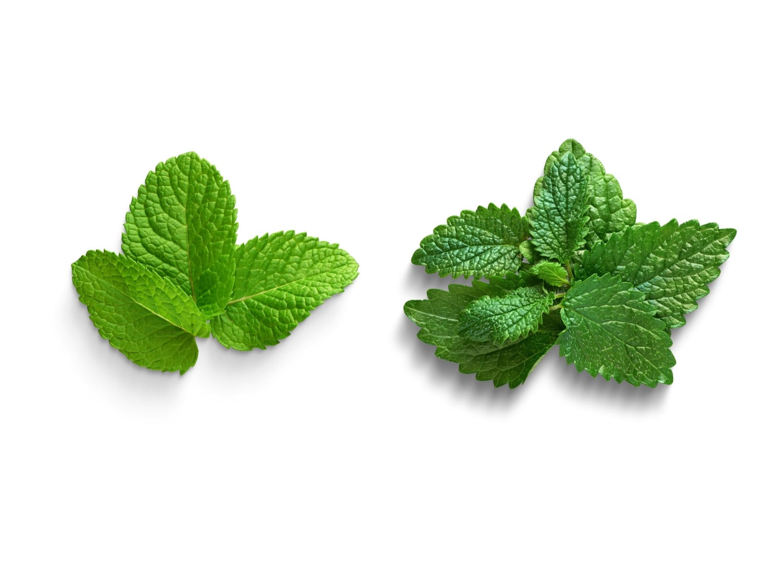 Mint Leaves vs Lemon Balm Comparison